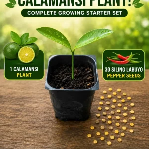 Calamansi Live Plant & Siling Labuyo Pepper Seeds Starter Set - 1-2 inch Plug