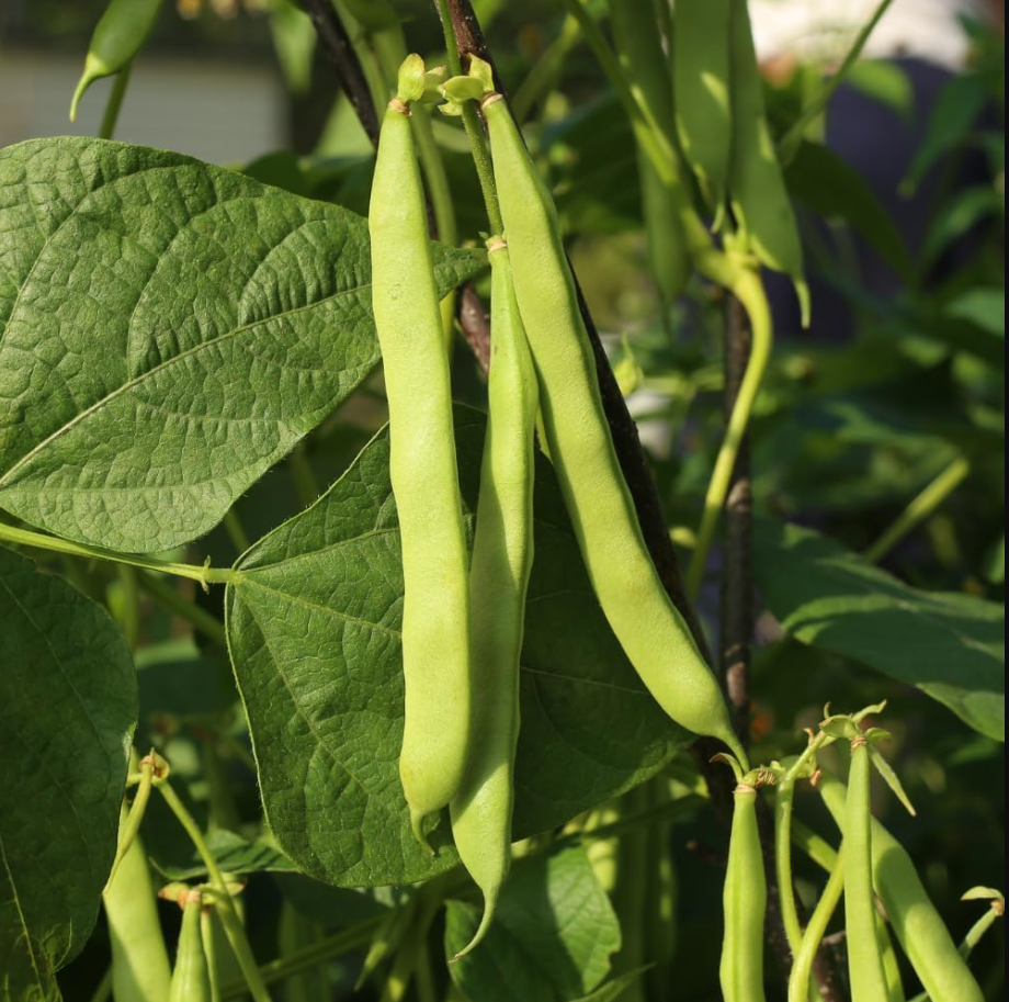 Green Bean Live Plant - 3-6 Inch Tall Bush Seedlings in 4 Inch Pot for Outdoor Gardening