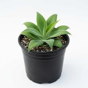 2 Green Agave Live Plants - Outdoor Succulent, 4 Inch Pot, 3-5 Inches Tall