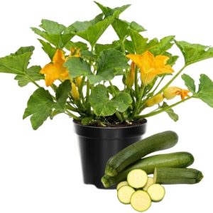 2 Green Cucumber & Zucchini Live Plants 4-6 Inch Tall – Edible Garden