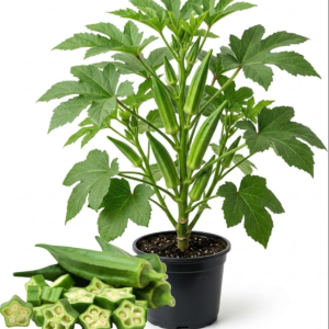 2 Green Okra Live Plants, 4-6 Inch Tall, Potted Starter Vegetable Plants