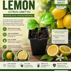 Persian Sweet Lemon (Citrus Limetta) Live Plant – Starter Plug – 1-2 Inches Tall
