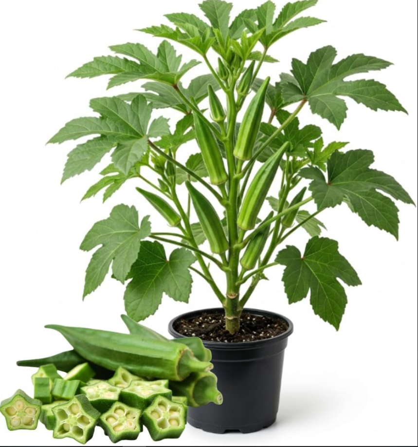 2 Green Okra Live Plants, 4-6 Inch Tall, Potted Starter Vegetable Plants