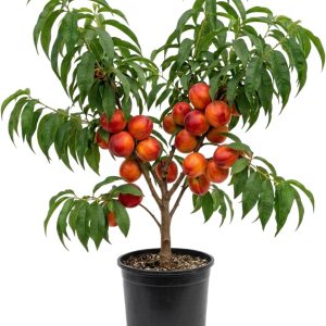 Red Gold Peach Tree Live Plant, 1 Ft Tall - Sweet Summer Fruit, Zones 5-9 Outdoor