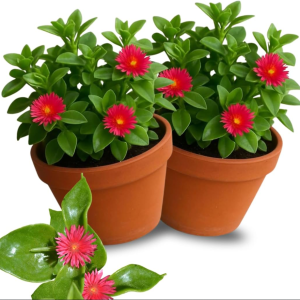 Red Apple Aptenia Live Plant - 2 Inch Pot - Trailing Ice Plant Succulent
