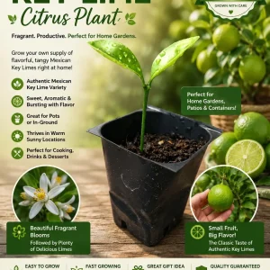 Mexican Key Lime Live Plant - Citrus Tree Seedling - 1-2 Inches Tall Starter Plug