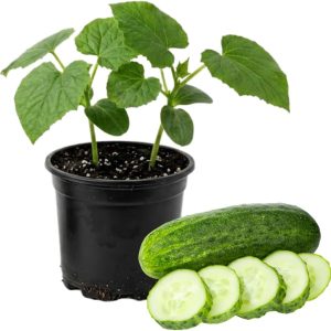 Marketmore Cucumber Live Plants – 2 Plants in 4 Inch Pot, 4-6" Tall for Outdoor Planting