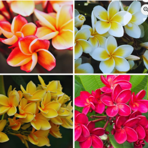 3 Assorted Plumeria Live Cuttings - 10-12 Inch Hardy Tropical Plant
