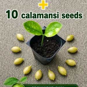 Calamansi Live Plant - Calamondin Citrus Tree Starter Plug + 10 Seeds, 1-2 Inches Tall