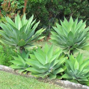 Green Foxtail Agave Live Plant – 7-8" Tall Perennial Succulent in 4" Pot – Indoor/Outdoor