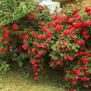 Climbing Rose Live Plant - 2-3 Feet Tall, Vibrant Red Flowers, Fragrant, Outdoor
