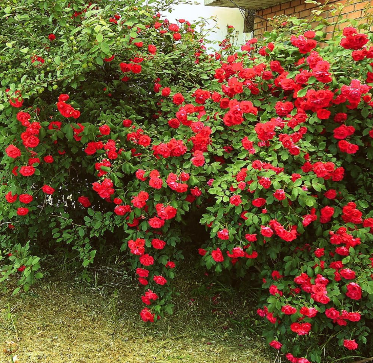 Climbing Rose Live Plant - 2-3 Feet Tall, Vibrant Red Flowers, Fragrant, Outdoor