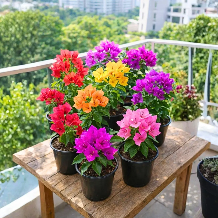 4 Pack Mixed Bougainvillea Live Plants 5-8" - Colorful Tropical Perennial Vine Outdoor