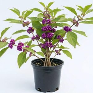 American Beautyberry Live Plant - 4 Inch Pot, Purple Fall Berries, Zones 6-10