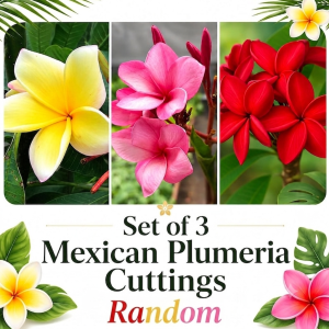3 Mixed Plumeria Cuttings - Tropical Frangipani Live Plant, Ready to Root, Outdoor Growing