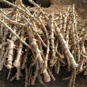 5 Sweet Yuca Cassava Cuttings for Planting - Edible Vegetable Plant