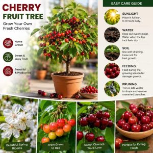 Rainier Sweet Cherry Tree Live Plant - Cold Hardy, 1.5-2.5 Ft, 2 Year Old