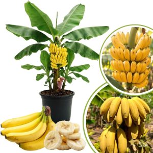 Banana Tree Live Plant - 2-3 Ft Tall, 1 Gallon Pot - Outdoor Tropical Fruit