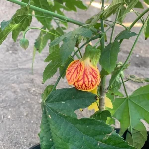 Abutilon Live Plant - Chinese Lantern Tiger Orange Shrub - 4 inch Pot - Image 2