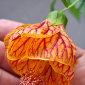 Abutilon Live Plant - Chinese Lantern Tiger Orange Shrub - 4 inch Pot - Image 3