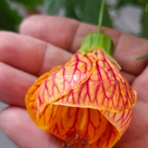 Abutilon Live Plant - Chinese Lantern Tiger Orange Shrub - 4 inch Pot - Image 4