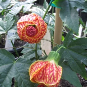 Abutilon Live Plant - Chinese Lantern Tiger Orange Shrub - 4 inch Pot - Image 5