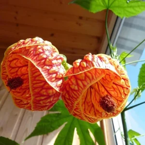 Abutilon Live Plant - Chinese Lantern Tiger Orange Shrub - 4 inch Pot - Image 6