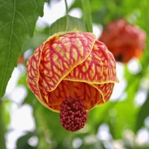 Abutilon Live Plant - Chinese Lantern Tiger Orange Shrub - 4 inch Pot - Image 7