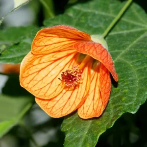 Abutilon Live Plant - Chinese Lantern Tiger Orange Shrub - 4 inch Pot - Image 1