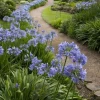 Agapanthus African Blue Lily of the Nile Live Plant – Perennial – 3-6" Tall - Image 1