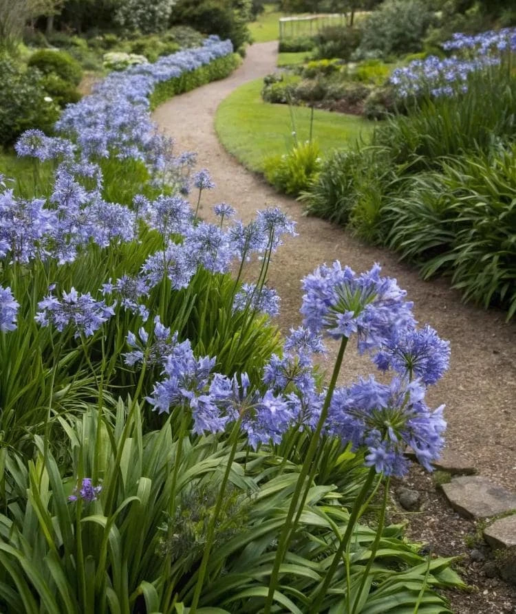 Agapanthus African Blue Lily of the Nile Live Plant – Perennial – 3-6" Tall - Image 1