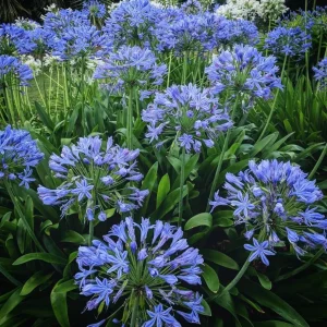 Agapanthus African Blue Lily of the Nile Live Plant – Perennial – 3-6