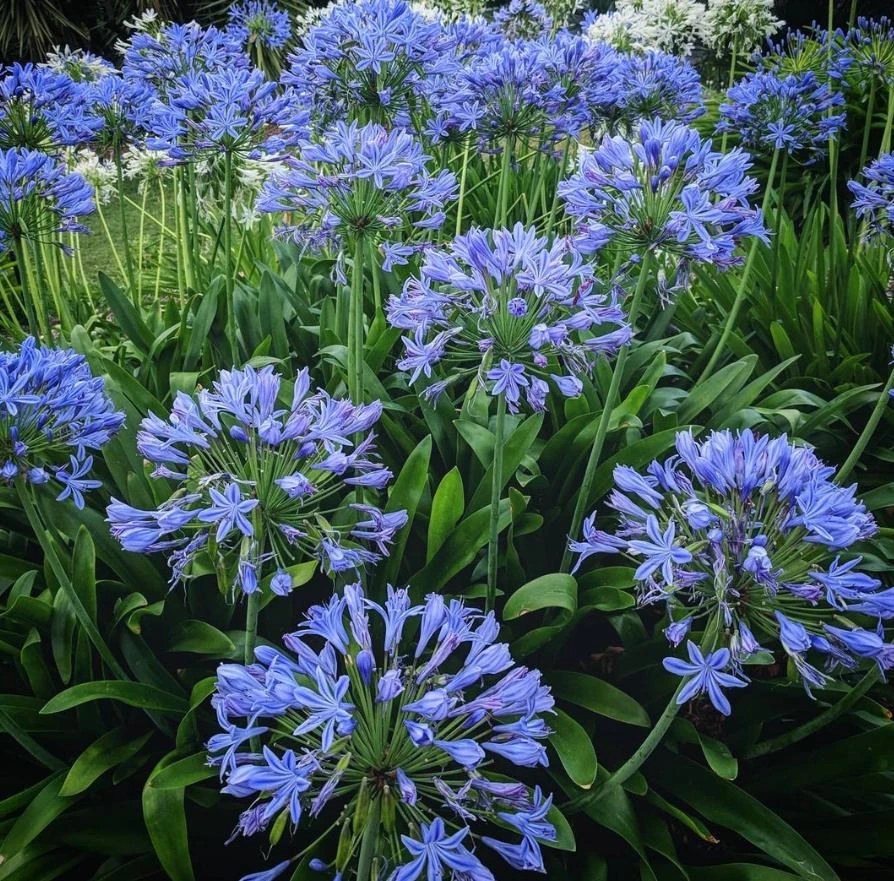 Agapanthus African Blue Lily of the Nile Live Plant – Perennial – 3-6" Tall - Image 2