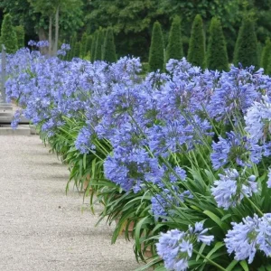 Agapanthus African Blue Lily of the Nile Live Plant – Perennial – 3-6