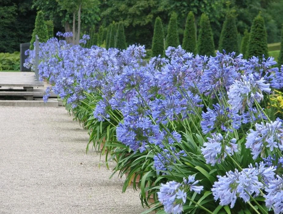 Agapanthus African Blue Lily of the Nile Live Plant – Perennial – 3-6" Tall - Image 3