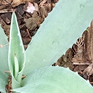 Agave Americana Blue Century Plant Pup - Live Succulent, Ready to Grow, Outdoor - Image 2