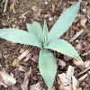 Agave Americana Blue Century Plant Pup - Live Succulent, Ready to Grow, Outdoor - Image 1