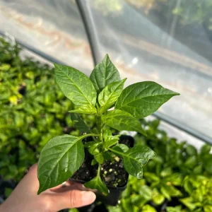 Aji Charapita Pepper Live Plant - Rare Hot Pepper, 2.5 inch Pot, Outdoor - Image 3