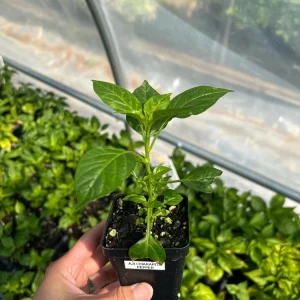 Aji Charapita Pepper Live Plant - Rare Peruvian Chili - 2.5 inch Pot - Image 2