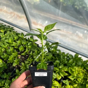 Aji Charapita Pepper Live Plant - Rare Peruvian Chili - 2.5 inch Pot - Image 1