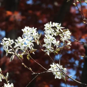 Allegheny Serviceberry Live Plant – 2-3ft Tall – 1 Gallon Container – Outdoor Shrub - Image 2