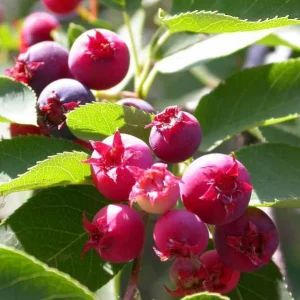 Allegheny Serviceberry Live Plant – 2-3ft Tall – 1 Gallon Container – Outdoor Shrub - Image 3