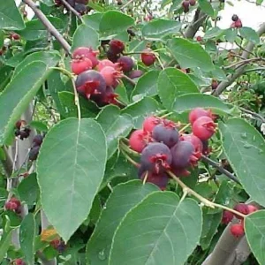 Allegheny Serviceberry Live Plant – 2-3ft Tall – 1 Gallon Container – Outdoor Shrub - Image 4