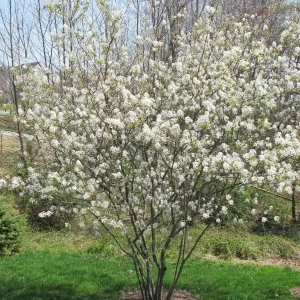 Allegheny Serviceberry Live Plant – 2-3ft Tall – 1 Gallon Container – Outdoor Shrub - Image 1