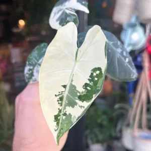 Alocasia Frydek Variegated Live Plant – White & Green Foliage Aroid – 3-6