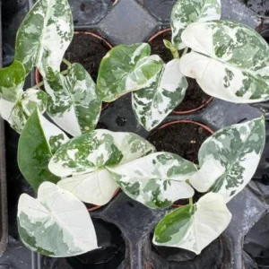 Alocasia Frydek Variegated Live Plant – White & Green Foliage Aroid – 3-6