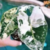 Alocasia Frydek Variegated Live Plant – White & Green Foliage Aroid – 3-6" Tall Indoor - Image 1