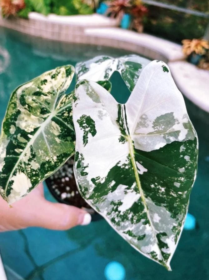 Alocasia Frydek Variegated Live Plant – White & Green Foliage Aroid – 3-6" Tall Indoor - Image 1