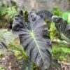 Aloha Colocasia Live Plant – Tropical Foliage – Starter Plant - Image 1