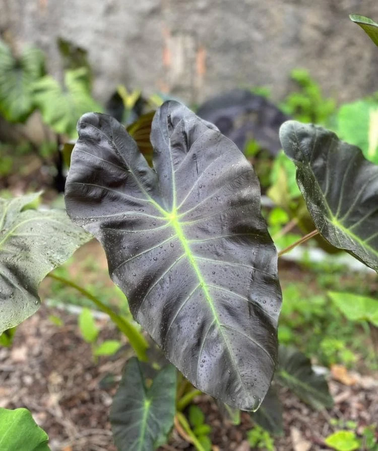 Aloha Colocasia Live Plant – Tropical Foliage – Starter Plant - Image 1
